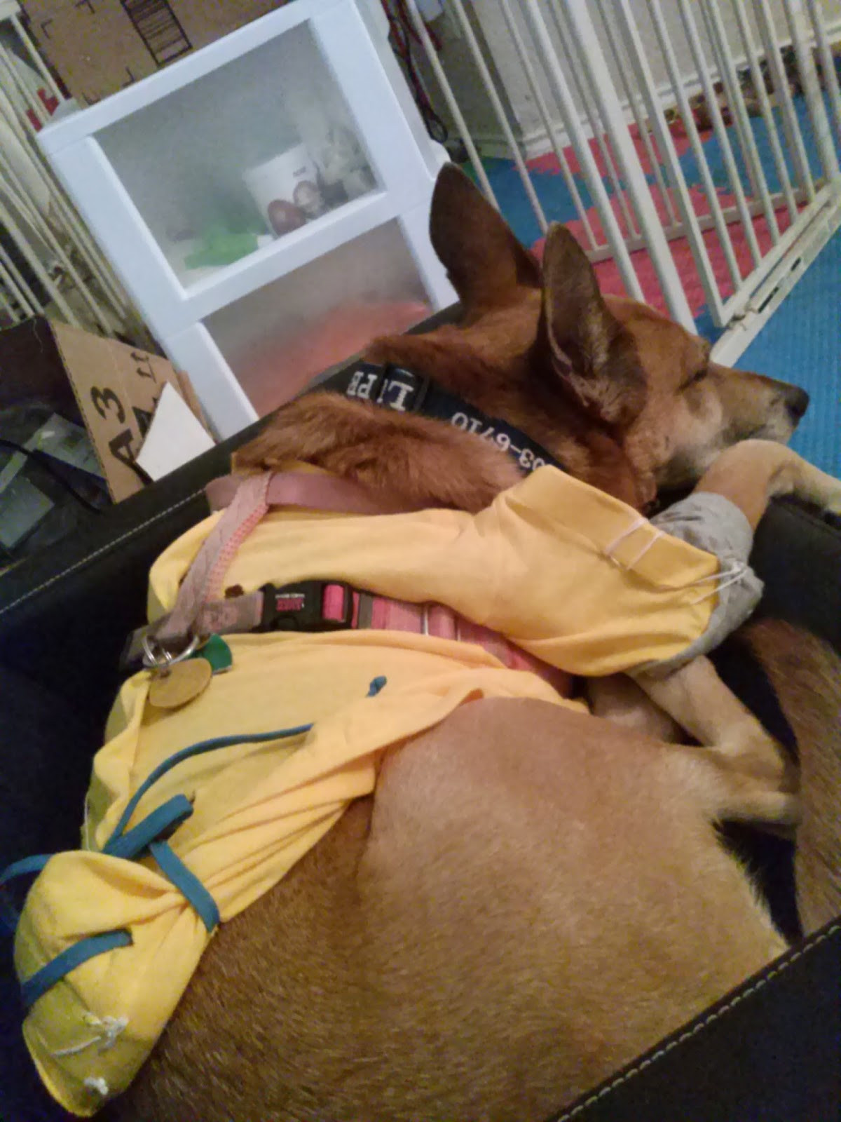 T shirt on dog instead deals of cone